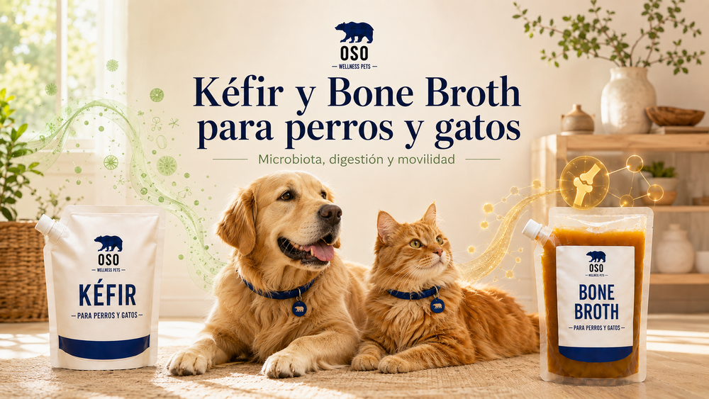 Beneficios del Kéfir y Bone Broth para perros y gatos